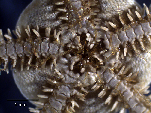  ( - MMB18)  @11 [ ] CreativeCommons Attribution (by) (2025) Richard Emlet Oregon Institute of Marine Biology