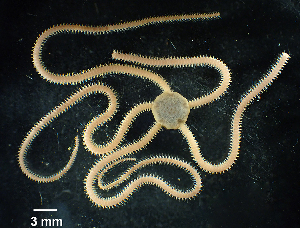  ( - RE-Aurt2)  @11 [ ] CreativeCommons - Attribution (2024) Richard Emlet Oregon Institute of Marine Biology