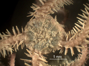  (Ophiopholis longispina - Oplo1)  @11 [ ] CreativeCommons  Attribution Non-Commercial Share-Alike (2019) Richard Emlet Oregon Inst. Marine Biology