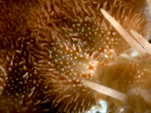  ( - RE-Obak1)  @11 [ ] CreativeCommons Attribution (by) (2025) Richard Emlet Oregon Institute of Marine Biology