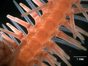  ( - RE-Obak2)  @11 [ ] CreativeCommons Attribution (by) (2025) Richard Emlet Oregon Institute of Marine Biology