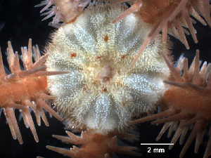  ( - Ob3)  @11 [ ] CreativeCommons Attribution (by) (2025) Richard Emlet Oregon Institute of Marine Biology