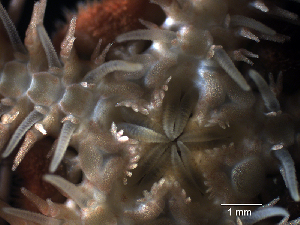  ( - Ob3)  @11 [ ] CreativeCommons Attribution (by) (2025) Richard Emlet Oregon Institute of Marine Biology