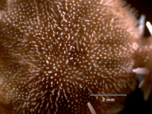  ( - Obk4)  @11 [ ] CreativeCommons Attribution (by) (2025) Richard Emlet Oregon Institute of Marine Biology