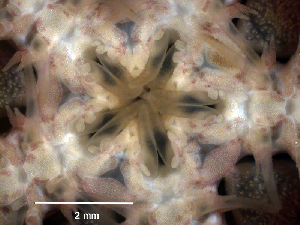  ( - Obk4)  @11 [ ] CreativeCommons Attribution (by) (2025) Richard Emlet Oregon Institute of Marine Biology