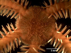  ( - Obk6)  @11 [ ] CreativeCommons Attribution (by) (2025) Richard Emlet Oregon Institute of Marine Biology