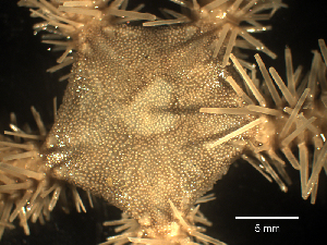  ( - NN-MMB9)  @11 [ ] CreativeCommons - Attribution (2024) Richard Emlet Oregon Institute of Marine Biology