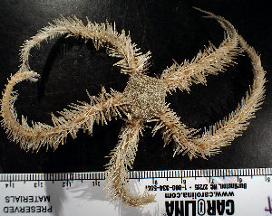 ( - NN-MMB9)  @11 [ ] CreativeCommons - Attribution (2024) Richard Emlet Oregon Institute of Marine Biology