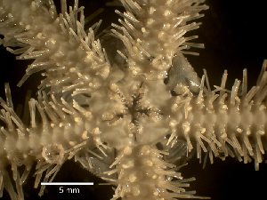 ( - NN-MMB9)  @11 [ ] CreativeCommons - Attribution (2024) Richard Emlet Oregon Institute of Marine Biology