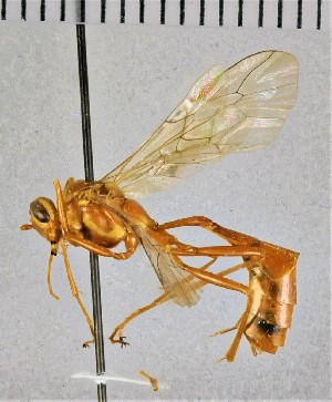  ( - SDNHM098277)  @11 [ ] CC-0 (2019) University of California, Santa Barbara University of California, Santa Barbara