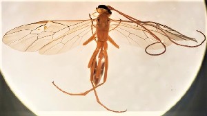  (Enicospilus sp. RBoph006 - UCSB-IZC00035690)  @11 [ ] CC-0 (2019) University of California, Santa Barbara University of California, Santa Barbara