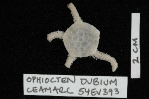  (Ophiocten dubium - TOH_0251)  @13 [ ] Copyright (2010) Tim O`Hara Musuem Victoria, Melbourne