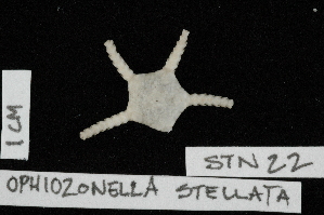  (Ophiozonella stellata - TOH_0331)  @13 [ ] Copyright (2010) Tim O`Hara Musuem Victoria, Melbourne