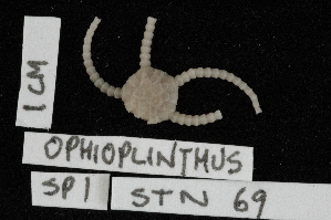  (Ophioplinthus sp. 1 - TOH_0422)  @13 [ ] Copyright (2010) Tim O`Hara Musuem Victoria, Melbourne