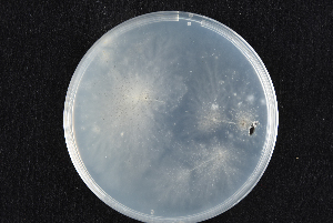  (Ceratocystiopsis minuta - 2015-132-2-3)  @11 [ ] CreativeCommons - Attribution Non-Commercial Share-Alike (2015) Norwegian institute for bioeconomy Norwegian institute of bioeconomy research