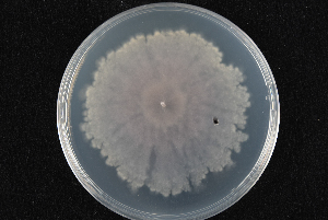  (Geosmithia sp. HS-tr1 - 2015-612-2-2)  @11 [ ] CreativeCommons - Attribution Non-Commercial Share-Alike (2015) Norwegian institute of bioeconomy research Norwegian institute of bioeconomy research