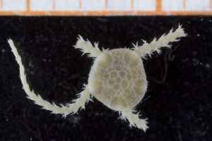  ( - UMBergen_NB_ophiu40)  @12 [ ] CreativeCommons - Attribution Non-Commercial Share-Alike (2014) University of Bergen University of Bergen, Natural History Collections