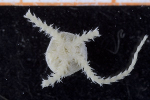  ( - UMBergen_NB_ophiu40)  @12 [ ] CreativeCommons - Attribution Non-Commercial Share-Alike (2014) University of Bergen University of Bergen, Natural History Collections