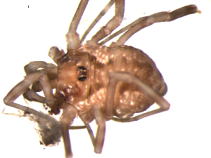  ( - OPILION-30)  @12 [ ] CC-0  Gergin Blagoev, Biodiversity Intitute of Ontario Unspecified