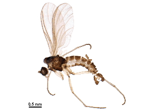  ( - BIOUG33966-G01)  @11 [ ] CreativeCommons - Attribution (2018) CBG Photography Group Centre for Biodiversity Genomics