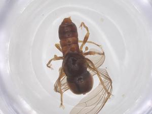  ( - BIOUG34046-B05)  @11 [ ] CreativeCommons - Attribution Share - Alike (2025) Centre for Biodiversity Genomics Centre for Biodiversity Genomics