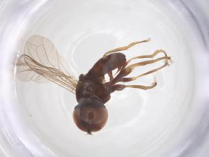  ( - BIOUG34187-C01)  @11 [ ] CreativeCommons - Attribution Share - Alike (2025) Centre for Biodiversity Genomics Centre for Biodiversity Genomics