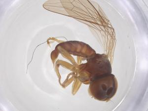  ( - BIOUG34399-F12)  @11 [ ] CreativeCommons - Attribution Share - Alike (2025) Centre for Biodiversity Genomics Centre for Biodiversity Genomics