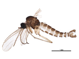  ( - BIOUG33056-D09)  @11 [ ] CreativeCommons - Attribution (2018) CBG Photography Group Centre for Biodiversity Genomics