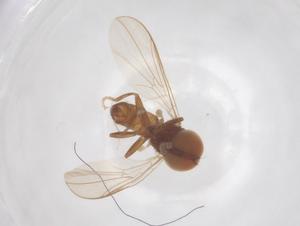  ( - BIOUG34140-C05)  @11 [ ] CreativeCommons - Attribution Share - Alike (2025) Centre for Biodiversity Genomics Centre for Biodiversity Genomics