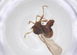  ( - BIOUG32843-C09)  @11 [ ] CreativeCommons - Attribution Share - Alike (2025) Centre for Biodiversity Genomics Centre for Biodiversity Genomics