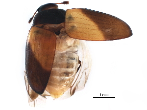  ( - BIOUG33321-A06)  @11 [ ] CreativeCommons - Attribution (2018) CBG Photography Group Centre for Biodiversity Genomics