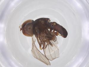  ( - BIOUG33748-B04)  @11 [ ] CreativeCommons - Attribution Share - Alike (2025) Centre for Biodiversity Genomics Centre for Biodiversity Genomics