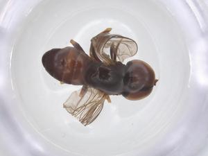  ( - BIOUG33751-B03)  @11 [ ] CreativeCommons - Attribution Share - Alike (2025) Centre for Biodiversity Genomics Centre for Biodiversity Genomics