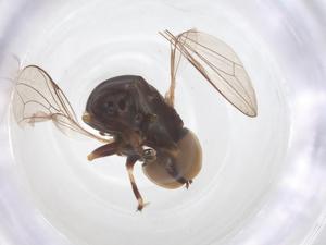  ( - BIOUG33819-G08)  @11 [ ] CreativeCommons - Attribution Share - Alike (2025) Centre for Biodiversity Genomics Centre for Biodiversity Genomics