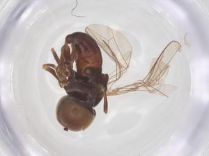  ( - BIOUG33830-C12)  @11 [ ] CreativeCommons - Attribution Share - Alike (2025) Centre for Biodiversity Genomics Centre for Biodiversity Genomics