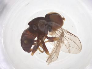  ( - BIOUG33953-F02)  @11 [ ] CreativeCommons - Attribution Share - Alike (2025) Centre for Biodiversity Genomics Centre for Biodiversity Genomics