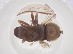  ( - BIOUG33957-B10)  @11 [ ] CreativeCommons - Attribution Share - Alike (2025) Centre for Biodiversity Genomics Centre for Biodiversity Genomics