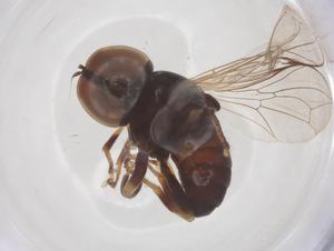  ( - BIOUG34009-F01)  @11 [ ] CreativeCommons - Attribution Share - Alike (2025) Centre for Biodiversity Genomics Centre for Biodiversity Genomics