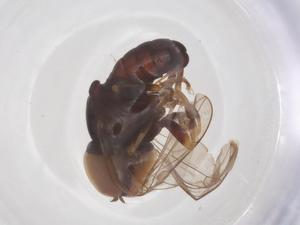  ( - BIOUG34161-E08)  @11 [ ] CreativeCommons - Attribution Share - Alike (2025) Centre for Biodiversity Genomics Centre for Biodiversity Genomics