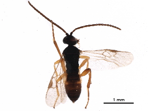  ( - BIOUG35184-A12)  @13 [ ] CreativeCommons - Attribution (2017) CBG Photography Group Centre for Biodiversity Genomics