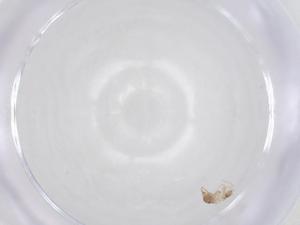  ( - BIOUG35198-H09)  @11 [ ] CreativeCommons - Attribution Share - Alike (2025) Centre for Biodiversity Genomics Centre for Biodiversity Genomics