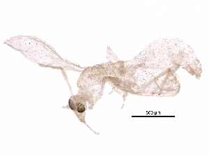  ( - BIOUG35384-E12)  @13 [ ] CreativeCommons - Attribution (2017) CBG Photography Group Centre for Biodiversity Genomics