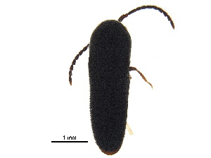  ( - BIOUG35529-G07)  @11 [ ] CreativeCommons - Attribution (2018) CBG Photography Group Centre for Biodiversity Genomics