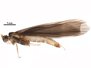  ( - BIOUG35538-G07)  @11 [ ] CreativeCommons - Attribution (2018) CBG Photography Group Centre for Biodiversity Genomics