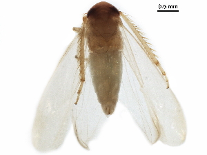  ( - BIOUG35579-E10)  @11 [ ] CreativeCommons - Attribution (2018) CBG Photography Group Centre for Biodiversity Genomics