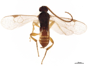  (Cotesia jft45 - BIOUG35232-A01)  @11 [ ] CreativeCommons - Attribution (2021) CBG Photography Group Centre for Biodiversity Genomics