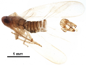  ( - BIOUG35266-D03)  @11 [ ] CreativeCommons - Attribution (2018) CBG Photography Group Centre for Biodiversity Genomics