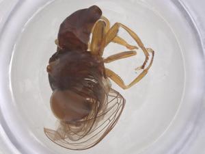  ( - BIOUG34601-A01)  @11 [ ] CreativeCommons - Attribution Share - Alike (2025) Centre for Biodiversity Genomics Centre for Biodiversity Genomics