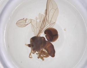  ( - BIOUG34601-E11)  @11 [ ] CreativeCommons - Attribution Share - Alike (2025) Centre for Biodiversity Genomics Centre for Biodiversity Genomics