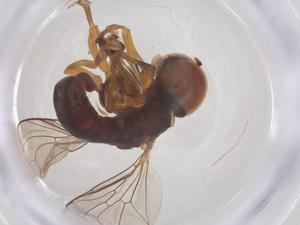  ( - BIOUG34710-F03)  @11 [ ] CreativeCommons - Attribution Share - Alike (2025) Centre for Biodiversity Genomics Centre for Biodiversity Genomics